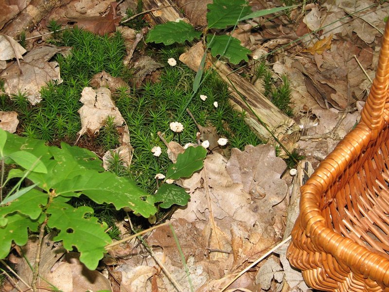 Marasmius rotula